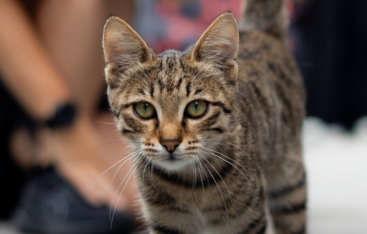 catgrandprixajerbaijan